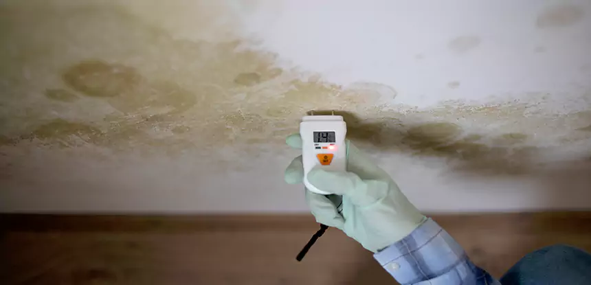 Emergency Mold Remediation in Lithia Springs